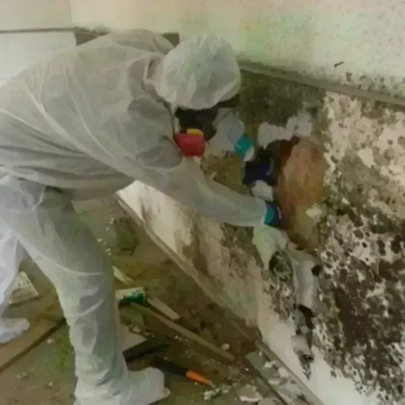 Mold Remediation and Removal in Lafayette, CA